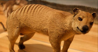 Le tigre de Tasmanie est-il toujours en vie ?