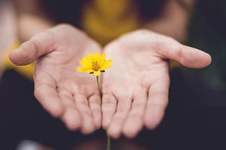 Two hands hold a yellow flower symbolizing giving. Image by Lina Trochez on Unsplash.