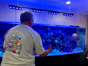 Technician inspecting large reef aquarium