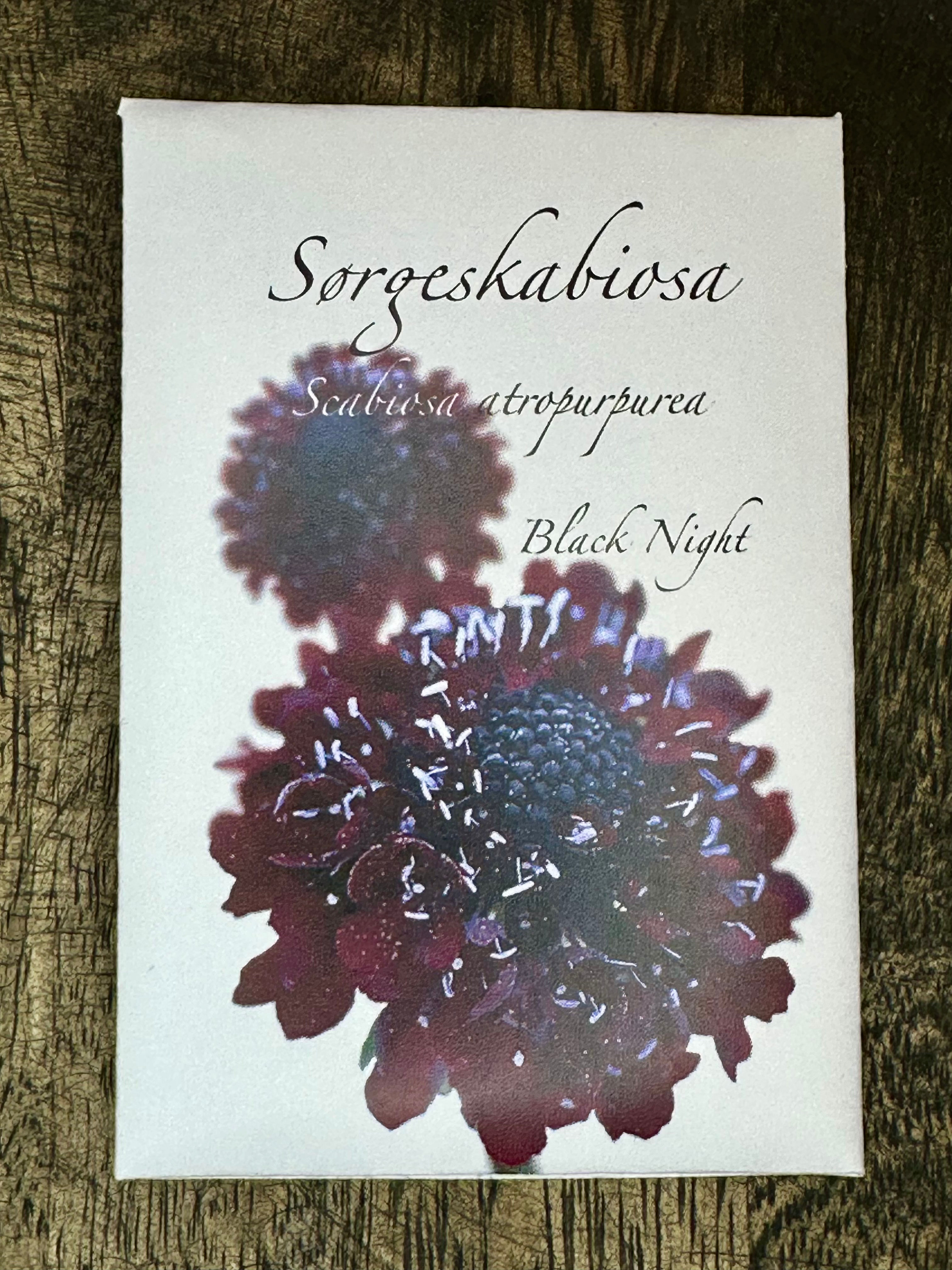 Sørgescabiosa 