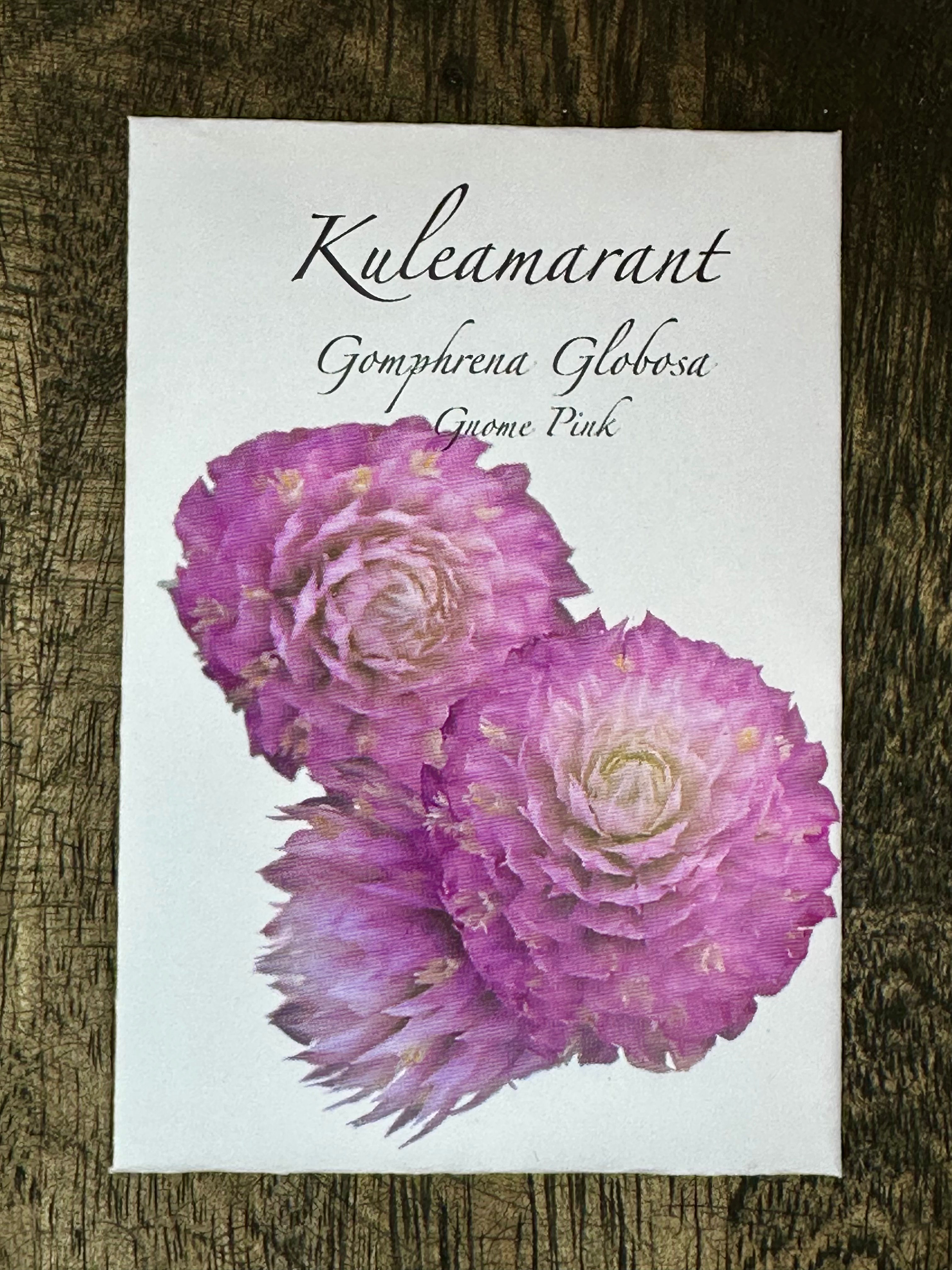 Kuleamarant. Gomphrena globosa