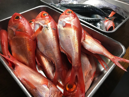 金目釣れました。