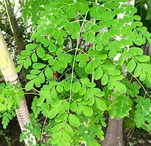 Moringa 1.webp