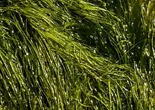 Chorella.webp