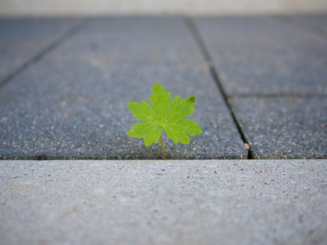 Sustainable Landscaping Solutions with Adams Landscape Supply