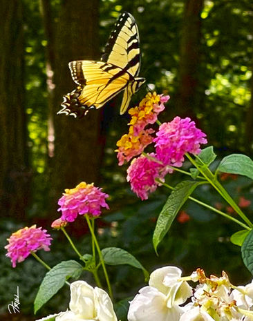 Photo exhibit 36 B with signature.jpg