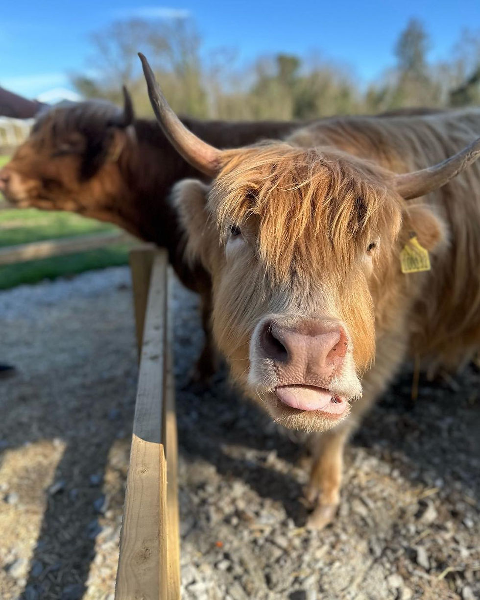 Highland Cows Experience 4