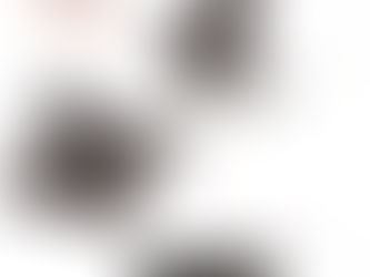 トイプーとヨーキーのMIX♡わんこ撮影