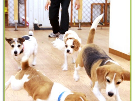 犬の保育園