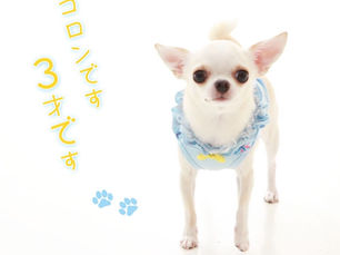 かわいい3歳のチワワ!わんちゃんフォト