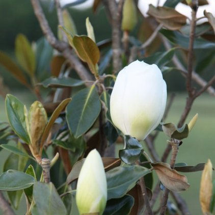 Sweet Magnolia in bloom