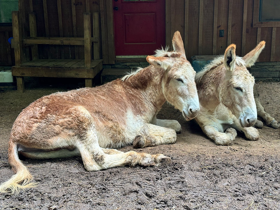 Two donkeys