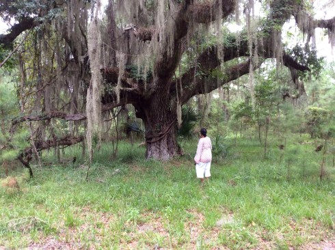 Sapelo Island tree