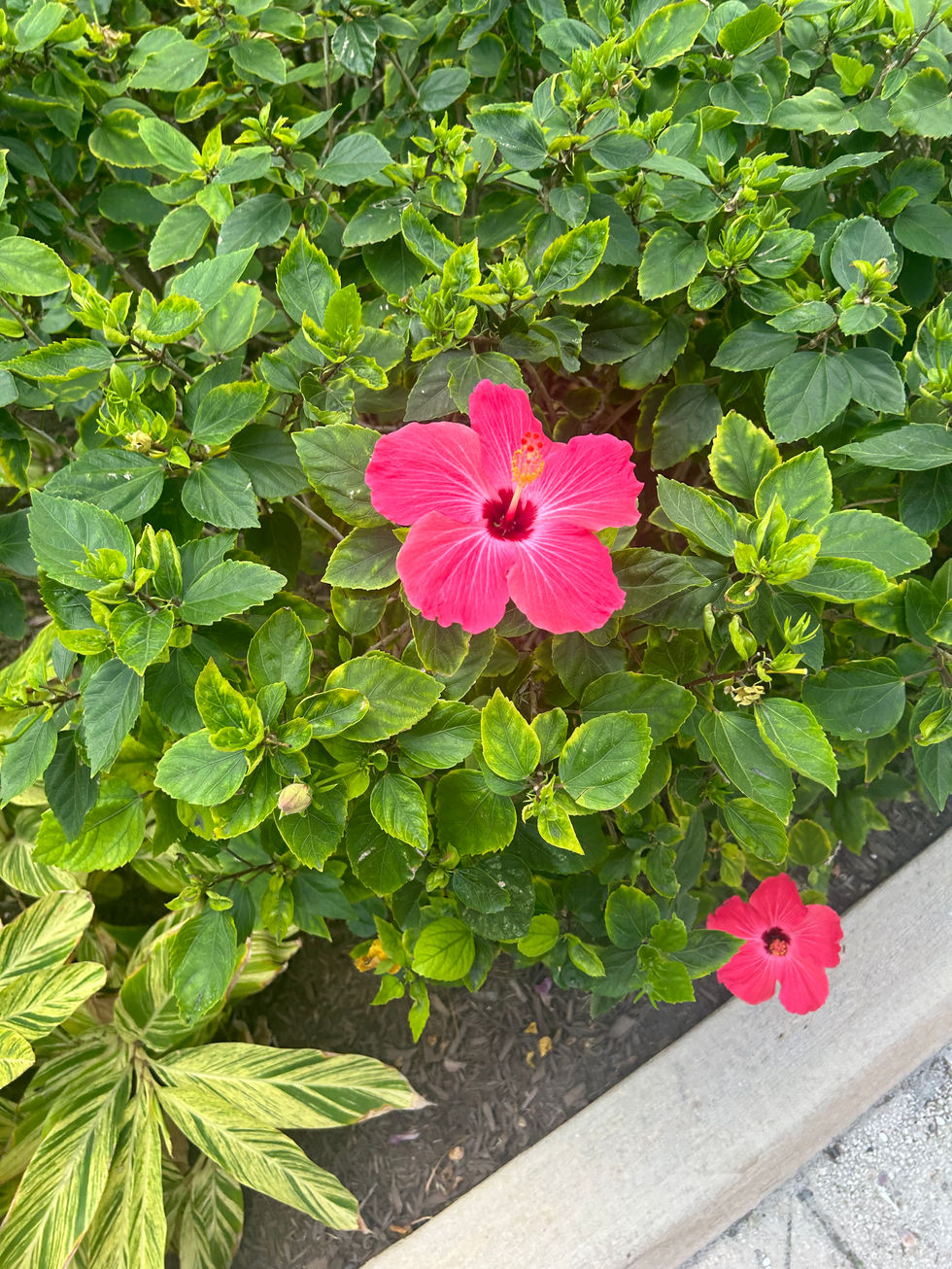 IMG_7624.jpeg