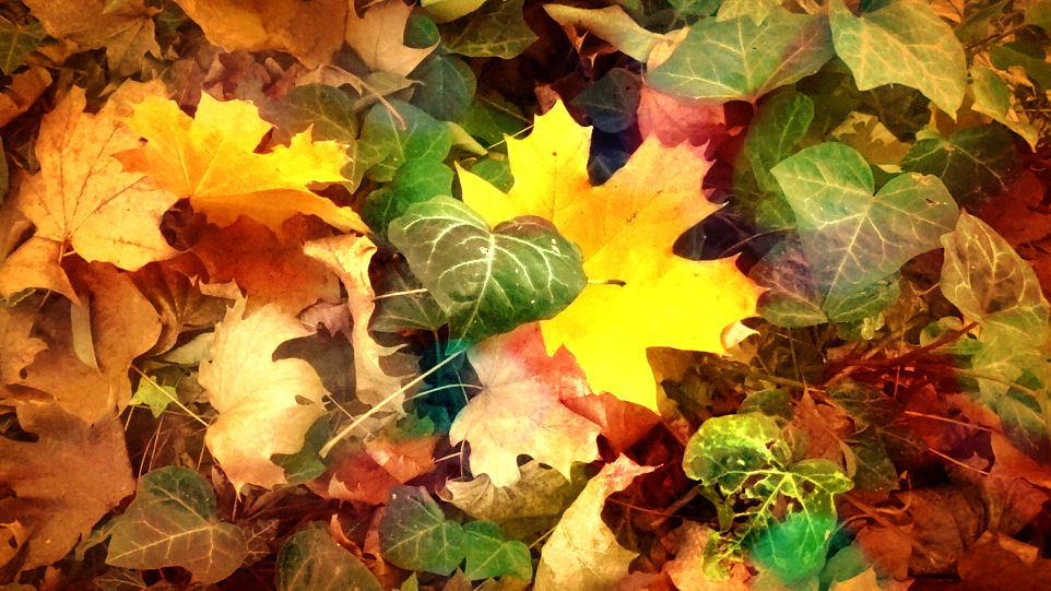 Foliage_Autunno_autumn_ 07747