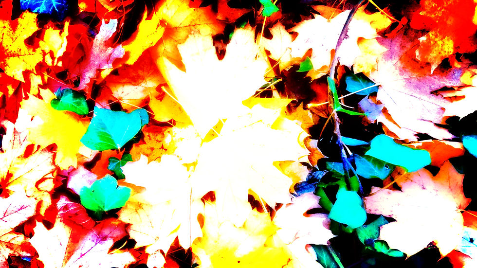 Foliage_Autunno_autumn_ 07743