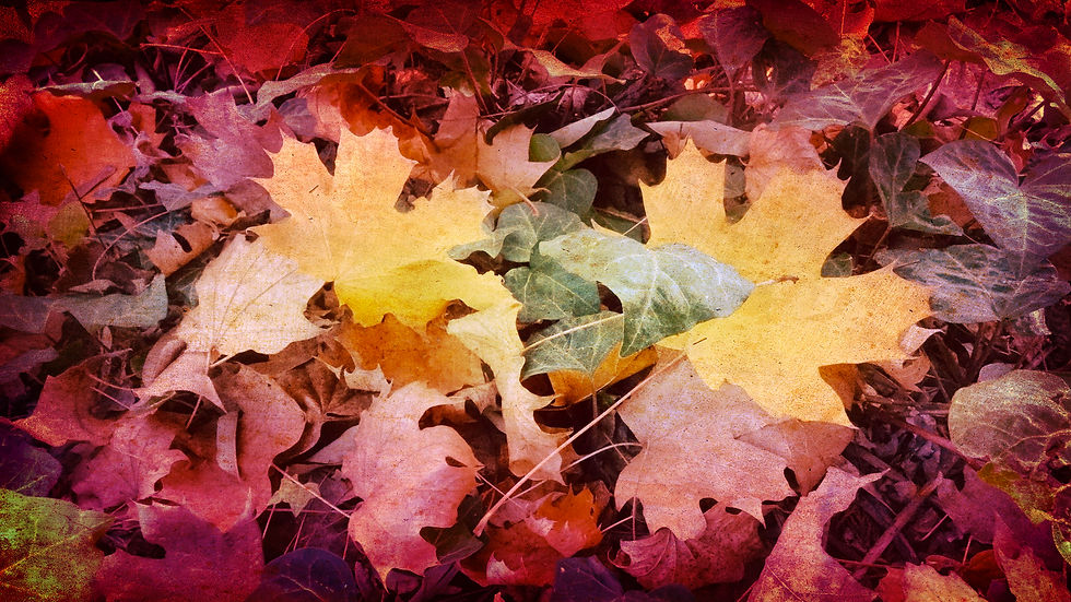Foliage_Autunno_autumn_ 07748