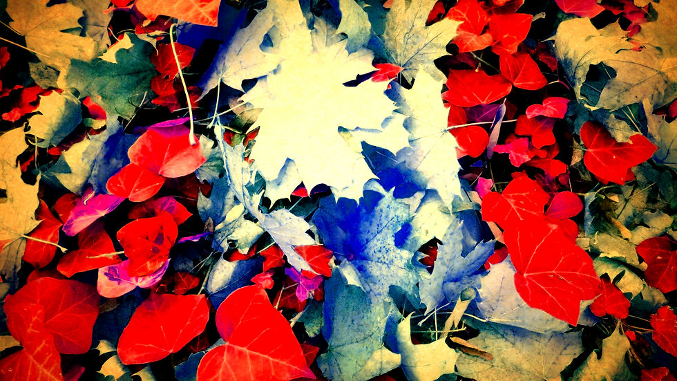 Foliage_Autunno_autumn_ 45