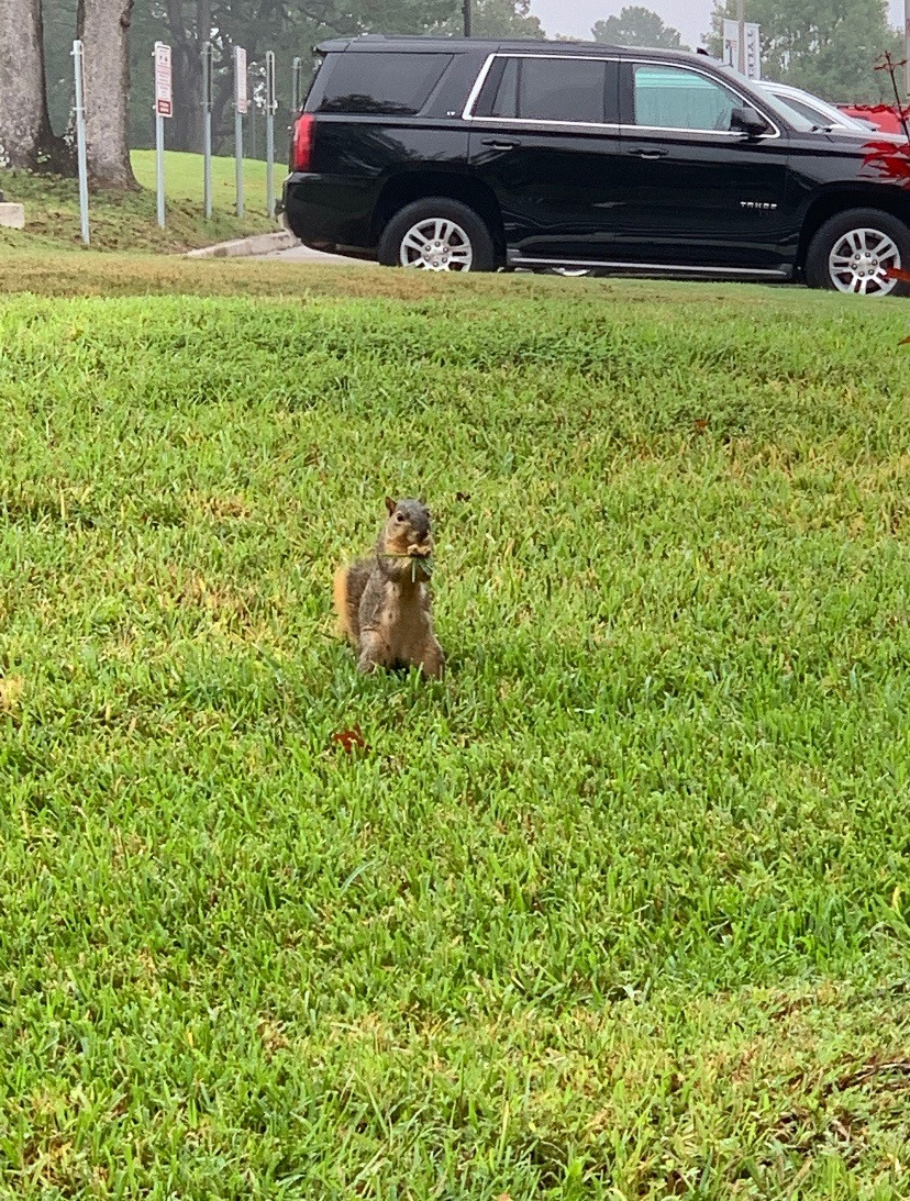 Sebastian, the aforementioned squirrel that started it all. Photo courtesy of the creator of Squirrels of UT Tyler.