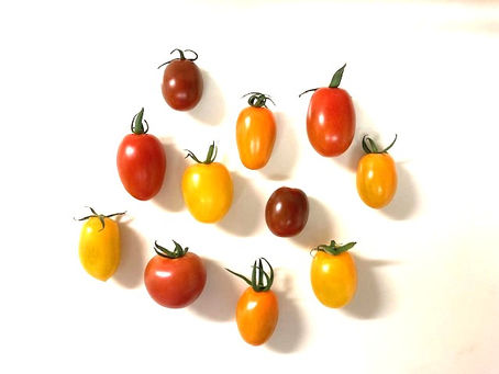 夏野菜の図鑑