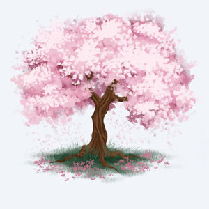 Sakura Tree Timelapse