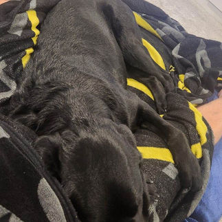 Matthew and Hansen: A Service Dog for This Veteran