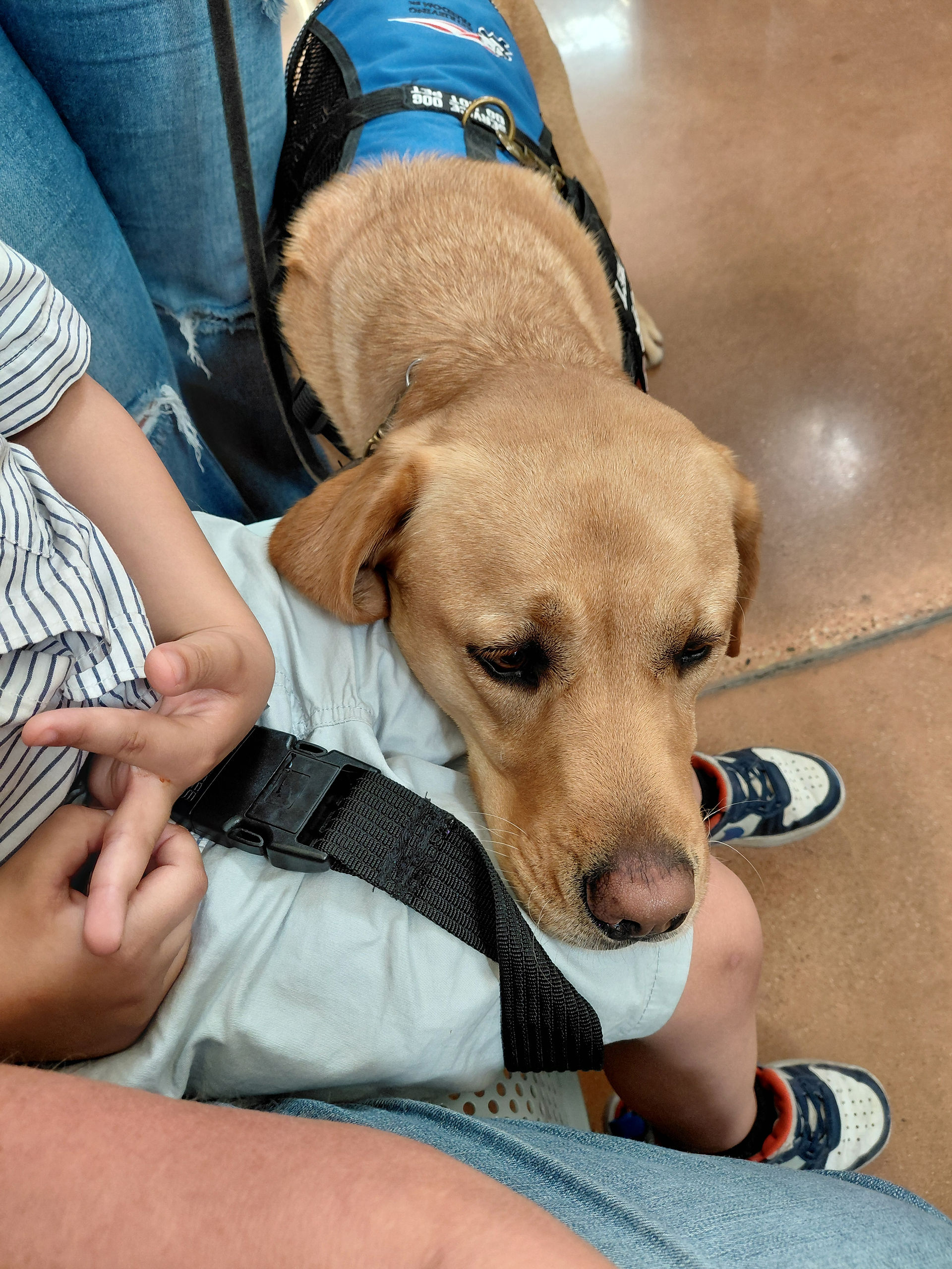 Service Dog for Children with Autism: Roman & Kita