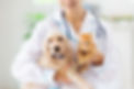 A veterinarian holds a puppy and kitten, symbolizing the support Paisley Paws provides through veterinary scholarships to nurture the next generation of animal care professionals.