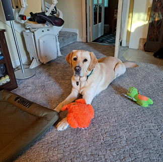 Lenny, a Service Dog for Veterans with PTSD, and His Veteran Rex