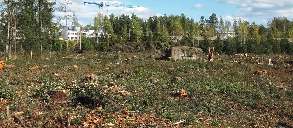 Essential Benefits of Utilizing an Expert Tree Clearing Up Service