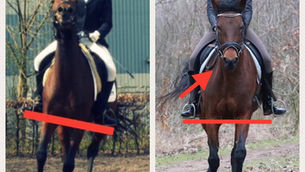 Emptying the ocean with a thimble: The world of equine rehabilitation
