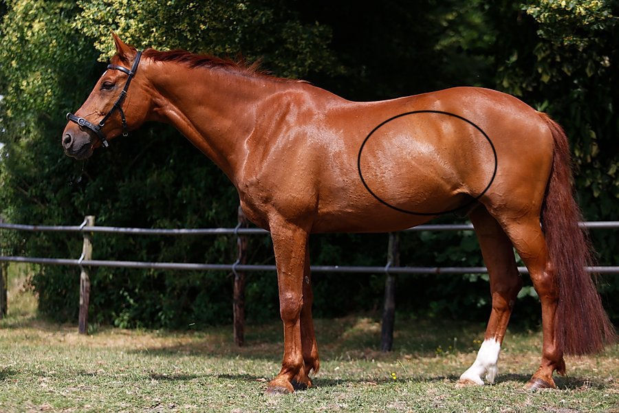 Cataneous Trunci Horse Cataneous trunci horse