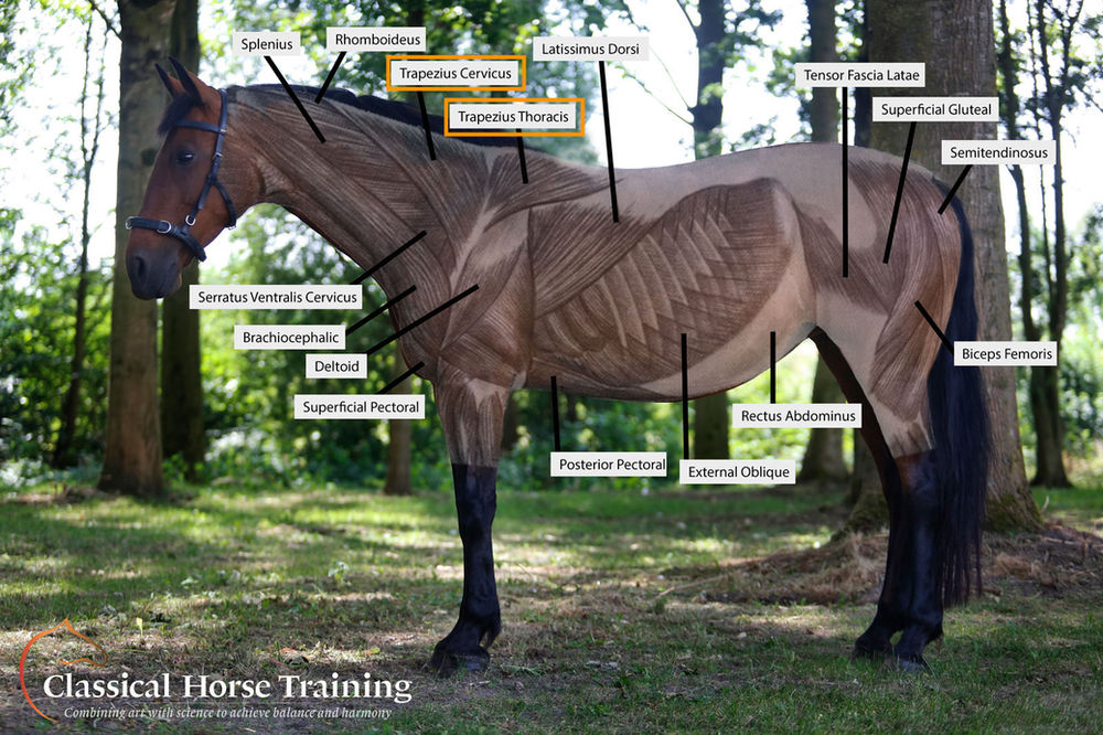 What's in the muscle? Trapezius