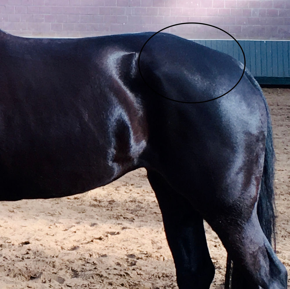 Middle Gluteal Horse