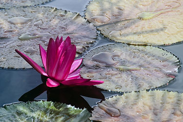 greg doyle meditation .jpg