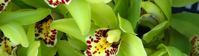 Banner Green Orchid.jpeg
