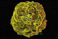 Sunburst Rose 18 x 12 Digital Painting