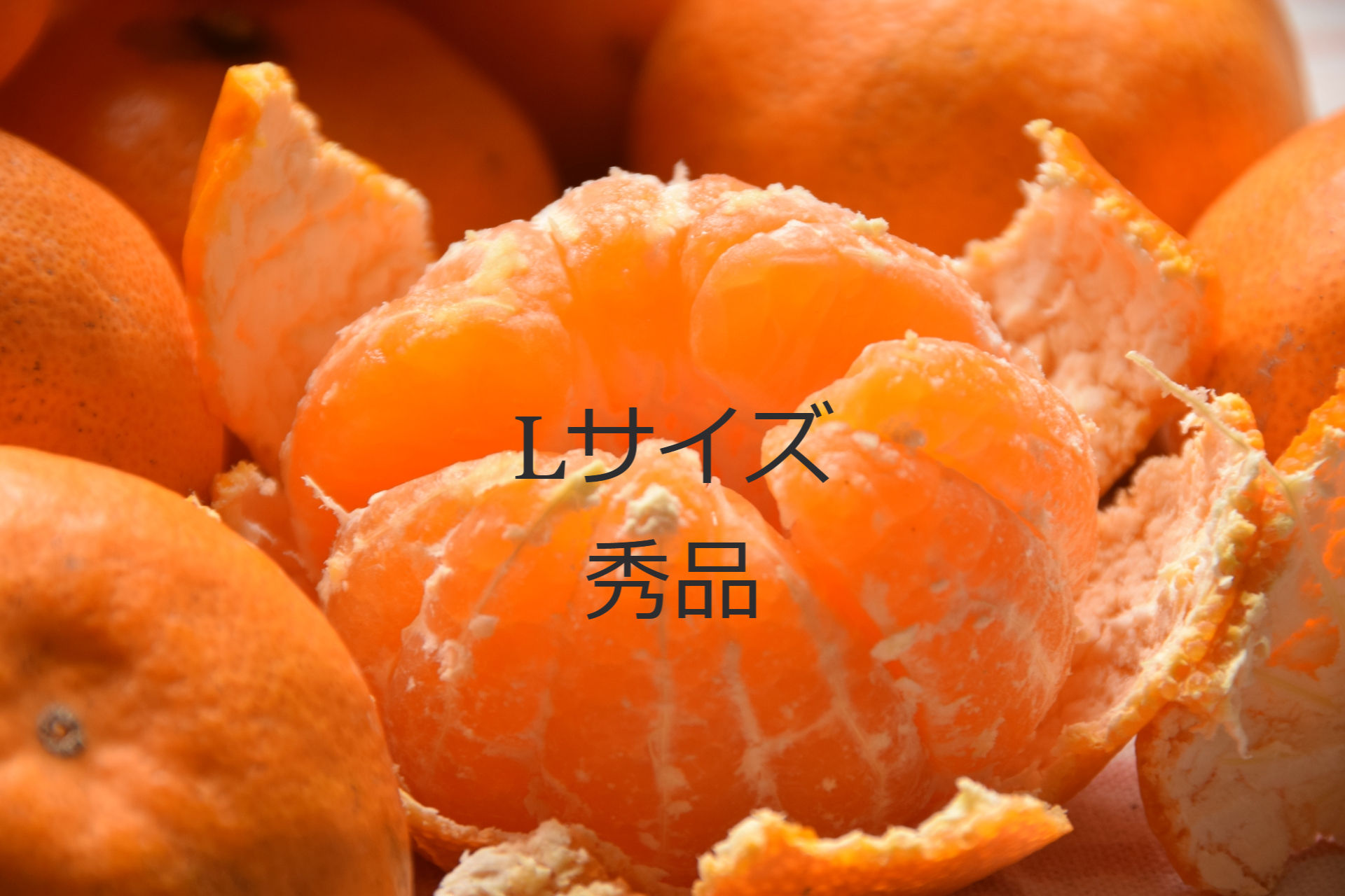 2024年度 和歌山県産(田辺)【秀品】温州みかんLサイズ 5kg~15kg