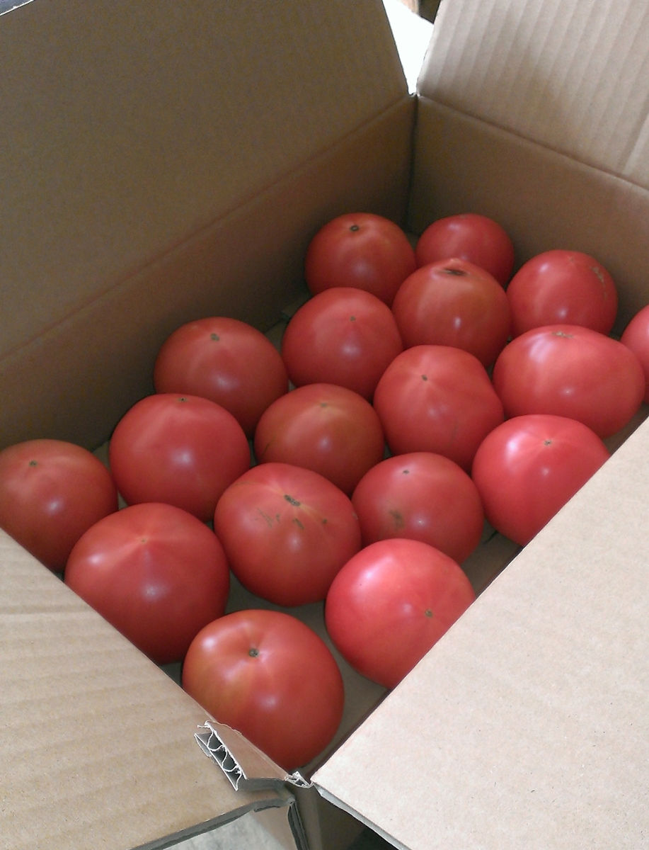 サムネイル： 訳あり トマト・サンロード 佐賀県川副町産 規格外品 1/2ケース　Tanaka Sho-ten
