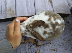 Broken Harliquinized Castor