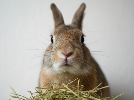 What Raising Meat Rabbits Teaches You About Health, Disease & Culling