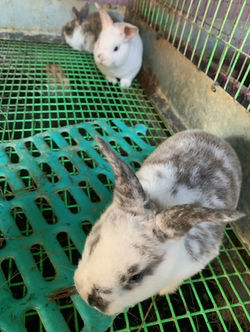 Baby Sable Magpie Rex