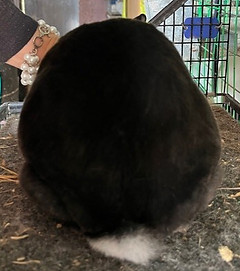 thumbnail_IMG_6784.jpg