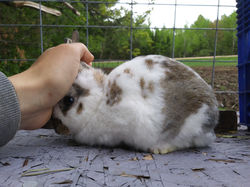 Broken Harliquinized Castor