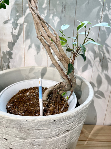 フィカス ジン ファイバー鉢 お皿付き フィカス ジン 3 フィカス ジン