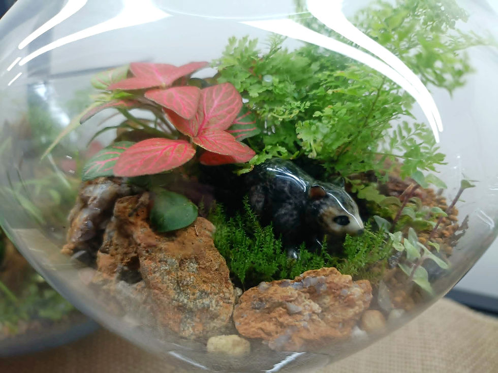 living terrarium gift - local delivery Adelaide