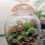 Thumbnail: 'Truffle Treasure' Terrarium