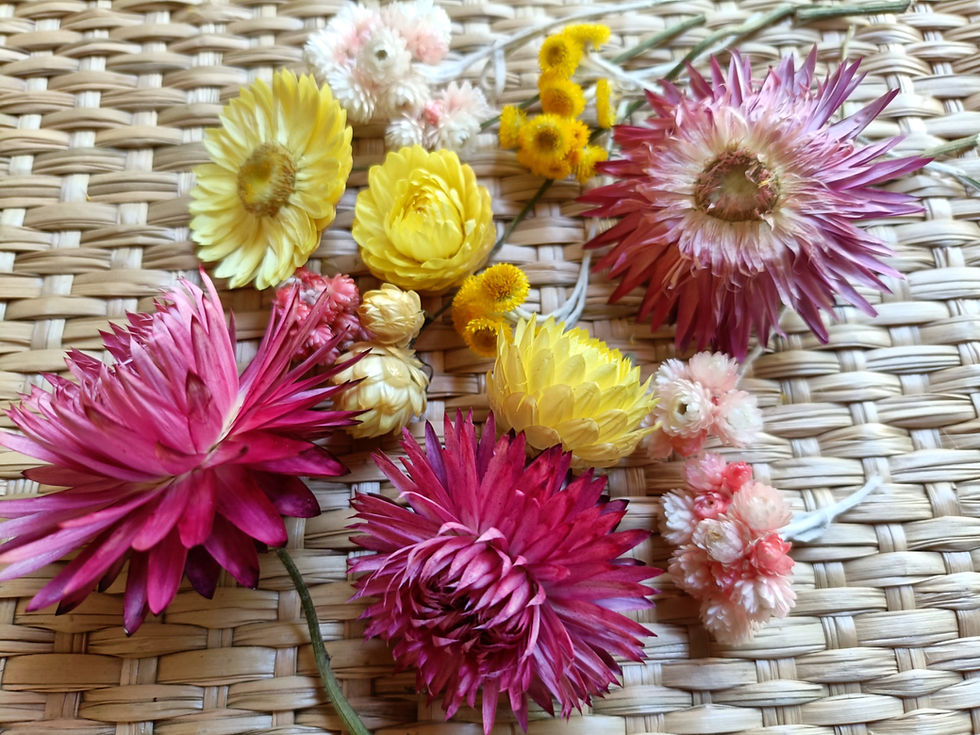 Thumbnail: Mixed Dried Paper Daisies