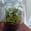 Thumbnail: 'Morning Mist' Terrarium