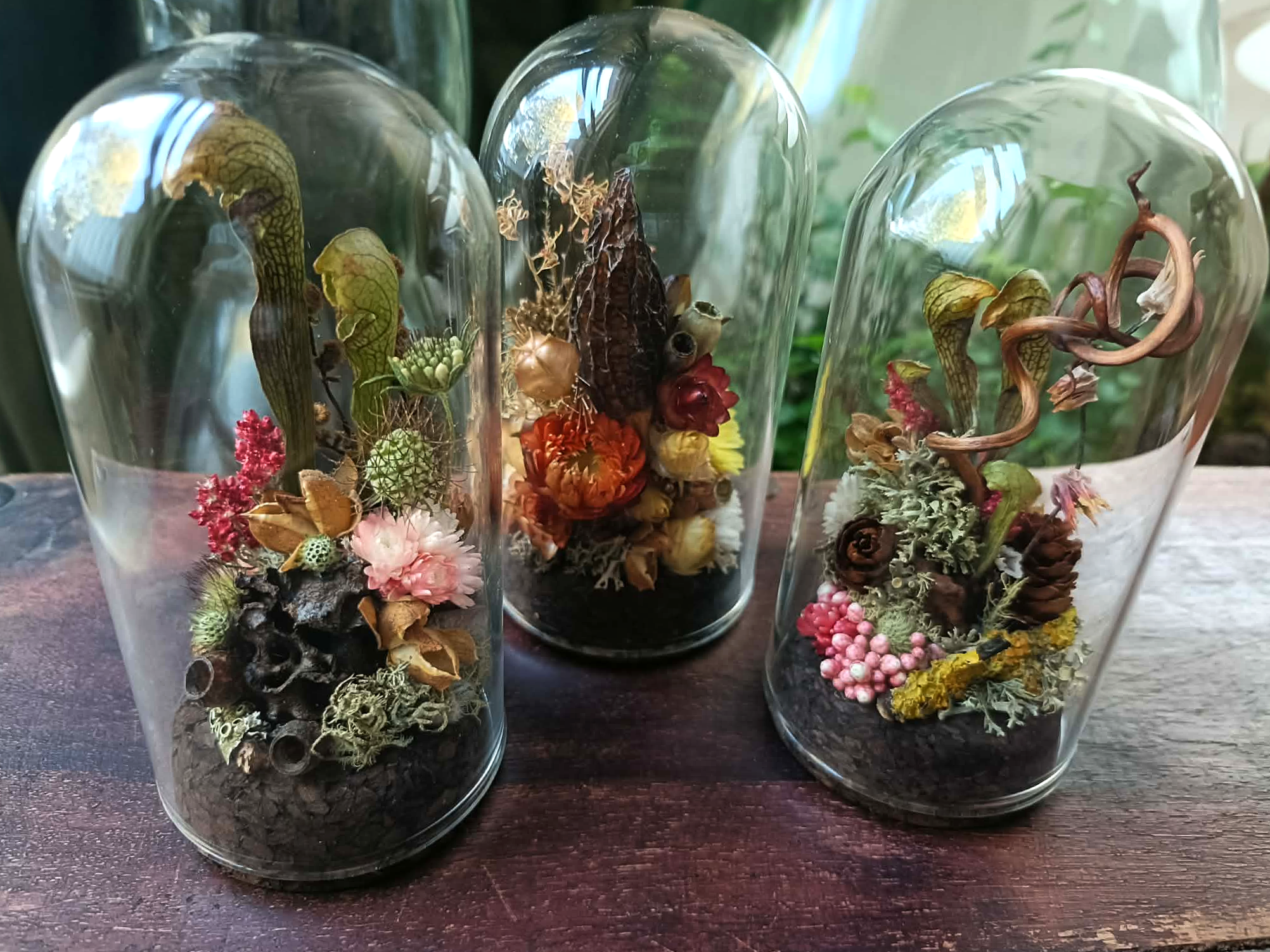 Mini Botanical Curio Dome